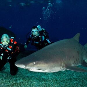 Veranstaltung: Palma Aquarium: Entrada + Inmersión con tiburones, Palma Aquarium in Palma