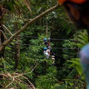 Veranstaltung: Treetops Adventure - Cape Tribulation, Treetops Adventure Cape Tribulation in Cape Tribulation