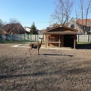 Veranstaltung: Oradea Zoo: Meet & Greet, Oradea Zoo in Oradea