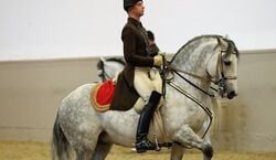 Veranstaltung: Lipizzaner Performance at the Spanish Riding School, Spanish Riding School in Vienna