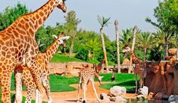 Veranstaltung: Bioparc Valencia: Entrada de acceso rápido, Bioparc Valencia in València