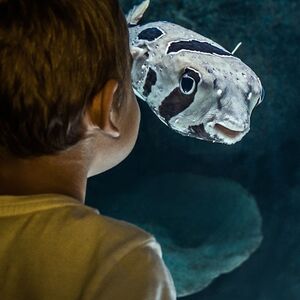 Veranstaltung: Cairns Aquarium by Twilight with Dinner, Cairns Aquarium in Cairns City