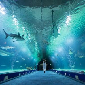 Veranstaltung: Entrada sin colas al Oceanogràfic y al Hemisfèric, Oceanogràfic in valencia