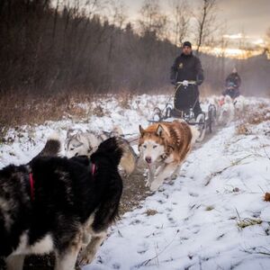 Veranstaltung: Zakopane: Dogsled Ride in Tatra Mountain from Krakow, Krakow in kraków