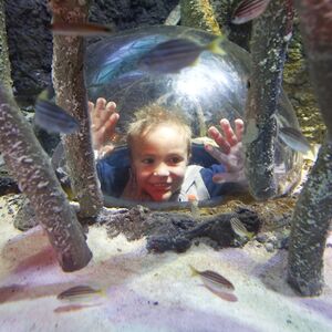 Veranstaltung: Sea Life Melbourne & Legoland® Discovery Centre Combo Ticket, SEA LIFE Melbourne Aquarium in Melbourne