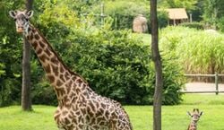 Veranstaltung: Nashville Zoo: Giraffe Backstage Pass, Nashville Zoo at Grassmere in Nashville