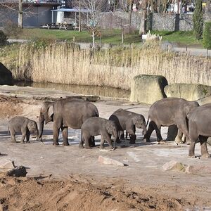 Veranstaltung: Kölner Zoo & Aquarium: Eintrittskarte, Cologne Zoo & Aquarium in Cologne