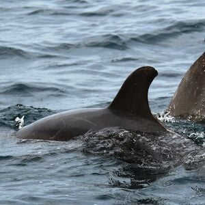 Veranstaltung: Tour con delfines salvajes y esnórquel, Day Trips from Puerto Vallarta in Puerto Vallarta