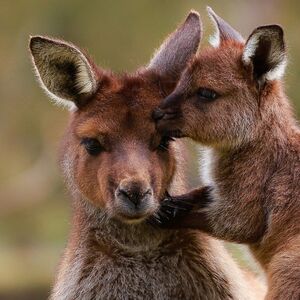 Veranstaltung: Ballarat Wildlife Park: Entry Ticket, Ballarat Wildlife Park in Ballarat