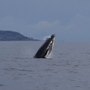 Veranstaltung: Dunsborough: Whale Watching Tour, Dunsborough Whale Watching in Quindalup