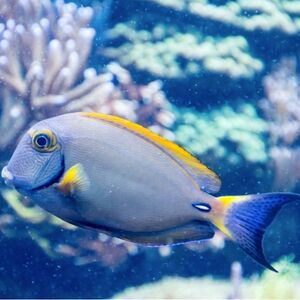 Veranstaltung: SEA LIFE at Mall of America: Entry Ticket, SEA LIFE at Mall of America in Bloomington