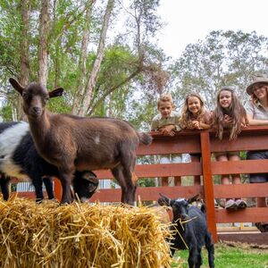 Veranstaltung: Currumbin Wildlife Sanctuary: Entry Ticket, Currumbin Wildlife Sanctuary in Currumbin