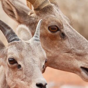 Veranstaltung: Valley of Fire: Guided Sunset Tour from Las Vegas, Las Vegas in las vegas