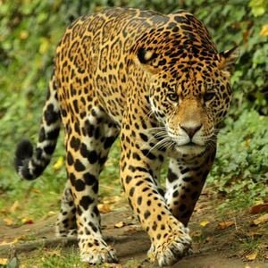 Veranstaltung: ZooParc de Beauval: Billet d'entrée, ZooParc de Beauval in Loir-et-Cher