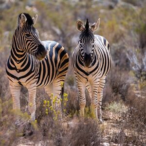 Veranstaltung: Aquila Private Game Reserve: Small-Group Safari Tour + Lunch + Transport, Safari Day Trips from Cape Town in Cape Town