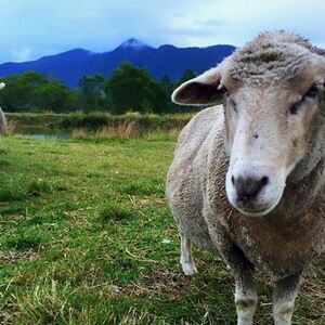 Veranstaltung: Trevena Glen Farm Animal Experience, 1100 Winn Rd in Brisbane