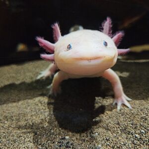 Veranstaltung: Acuario Bioparc Gijón, Acuario Bioparc Gijón in Gijón