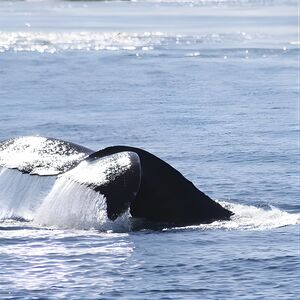 Veranstaltung: Victoria Whale Watch Tour, 1119 Wharf St in Victoria