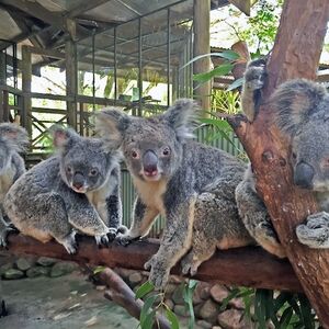 Veranstaltung: Rainforestation Nature Park, Rainforestation Nature Park in Kuranda