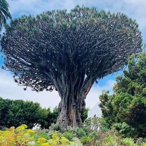 Veranstaltung: Parque del Drago Milenario y jardines botánicos, Parque del Drago in Icod de los Vinos