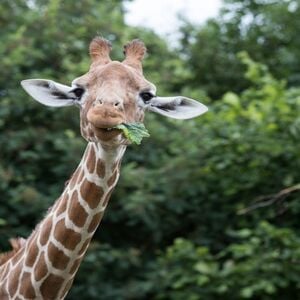 Veranstaltung: ZSL Whipsnade Zoo: Entry Ticket, ZSL Whipsnade Zoo in Whipsnade