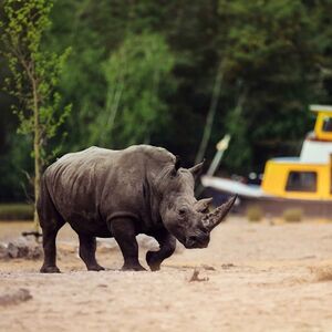 Veranstaltung: Safaripark Beekse Bergen, Beekse Bergen in Hilvarenbeek