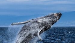 Veranstaltung: Victoria: Half-Day Guided Whale Watching Tour, Victoria Whale Watching Tours in Victoria