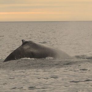 Veranstaltung: Iceland: Premium Evening Whale Tour from Reykjavík, Iceland Whale Watching in Reykjavík