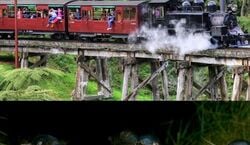 Veranstaltung: Puffing Billy & Phillip Island Penguin Parade: Bus & Train Tour from Melbourne, Day Trips from Melbourne in Melbourne