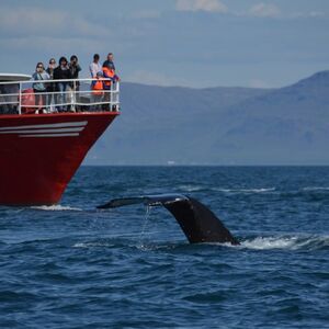 Veranstaltung: Whale Watching: Elding's Wildlife Exhibition Entry + Tour from Reykjavik, Iceland Whale Watching in Reykjavík