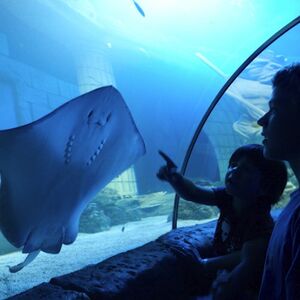 Veranstaltung: SEA LIFE Porto: passe anual, SEA LIFE Porto in Porto