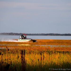 Veranstaltung: Everglades: 1-Hour Boggy Creek Airboat Tour at Southport Park, Daytona Beach Day Trips from Orlando in Orlando