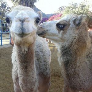 Veranstaltung: Paseo en camello por las dunas de Maspalomas, Camel Safari in Las Palmas de Gran Canaria