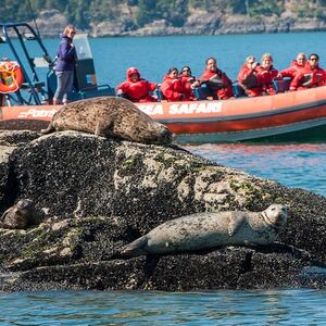 Veranstaltung: Howe Sound Eco Sea Safari Boat Tour, Sewell's Marina in West Vancouver