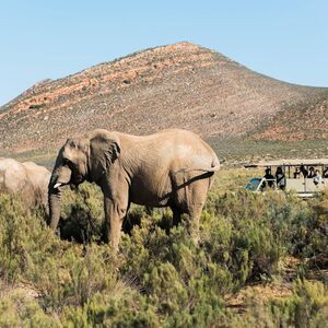 Veranstaltung: Cape Town: Sunset Aquila Safari Tour with Wine Tasting, Day Trips from Cape Town in Cape Town