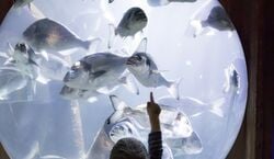 Event: SEA LIFE Speyer: Eintrittskarte, SEA LIFE Speyer in Speyer