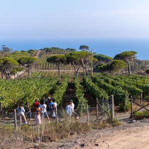 Veranstaltung: Degustazione di vini e visita alla cantina dell'autore, Tenuta delle Ripalte Winery in Capoliveri