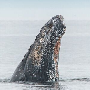 Veranstaltung: Whale Watching Tour in a Zodiac Boat in Victoria, 950 Wharf St in Victoria