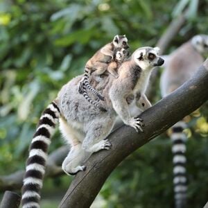 Veranstaltung: ZooParc de Beauval: Billet d'entrée, ZooParc de Beauval in Loir-et-Cher