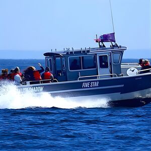 Veranstaltung: Ultimate Marine Whale & Wildlife Tour, Five Star Whale Watching in Victoria