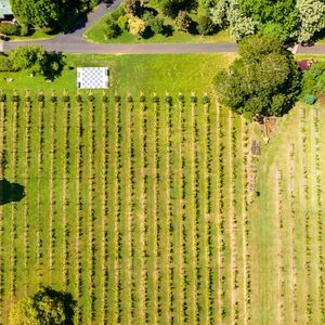 Veranstaltung: Gold Coast: Mount Tamborine Winery Tour with Gourmet Lunch, Wine Cellars Surfers Paradise in Surfers Paradise