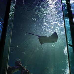 Veranstaltung: SEA LIFE Blackpool: Entry Ticket, SEA LIFE Blackpool in Blackpool