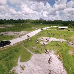 Veranstaltung: Lion Country Safari: Drive Through Safari + Adventure Park, Lion Country Safari in Loxahatchee