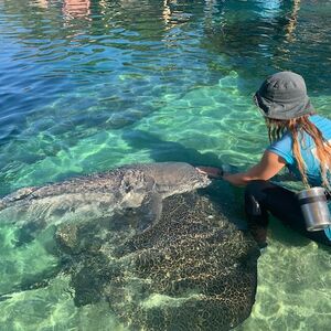 Veranstaltung: Irukandji Shark & Ray Encounters, Irukandji Shark & Ray Encounters in Anna Bay