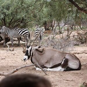 Veranstaltung: Out of Africa Wildlife Park Admission Ticket, Out of Africa Wildlife Park in Camp Verde