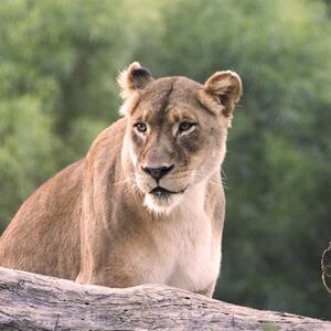 Veranstaltung: San Diego Zoo Safari Park: Entry Ticket, San Diego Zoo Safari Park in Escondido