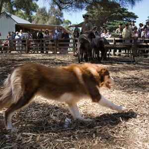 Veranstaltung: Phillip Island: Churchill Island Entry Ticket, Phillip Island Nature Parks in Summerlands