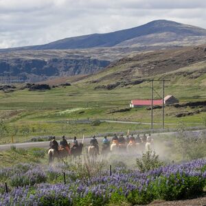 Veranstaltung: Iceland: Horseback Riding - Mountains & Meadows Tour, Ölfus Outdoor Activities in Ölfus