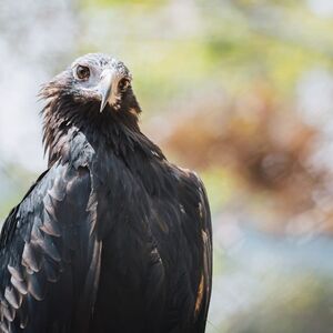 Veranstaltung: Capes Raptor Centre: Bird of Prey Encounter & Forest Walk, Eagles Heritage Raptor Wildlife Centre in Margaret River