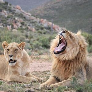 Veranstaltung: Cape Town: Small-Group Aquila Safari Tour with Wine Tasting, Safari Day Trips from Cape Town in Cape Town